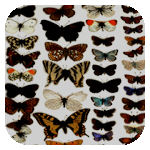 GT Vision Scanned Butterfly Collection