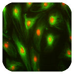 Microscopy & Imaging for Biology