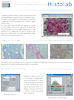 GT Vision MV HistoLab Histology Image Analysis Datasheet